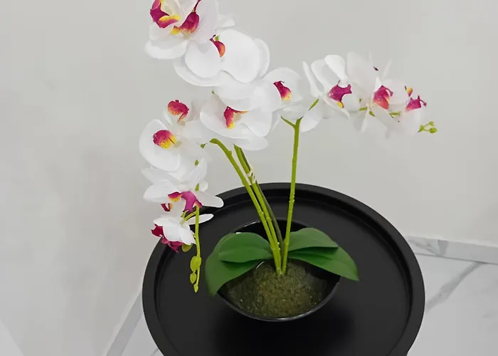 Catalea נאפולי